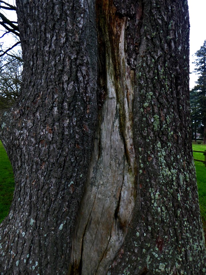 Cedrus atlantica (Manetti ex Endl.) Carrière, 1855