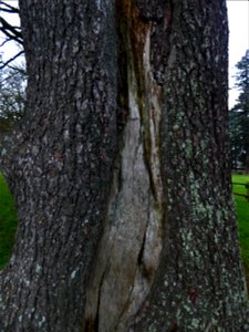 Cedrus atlantica (Manetti ex Endl.) Carrière, 1855