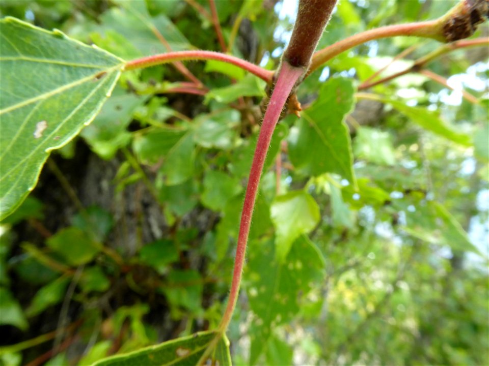 Populus nigra subsp. betulifolia (Pursh) W.Wettst., 1952