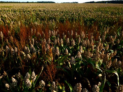 Sorghum Moench, 1794