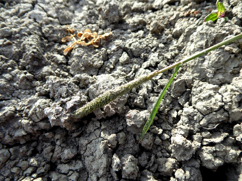 Crypsis alopecuroides (Piller & Mitterp.) Schrad., 1806