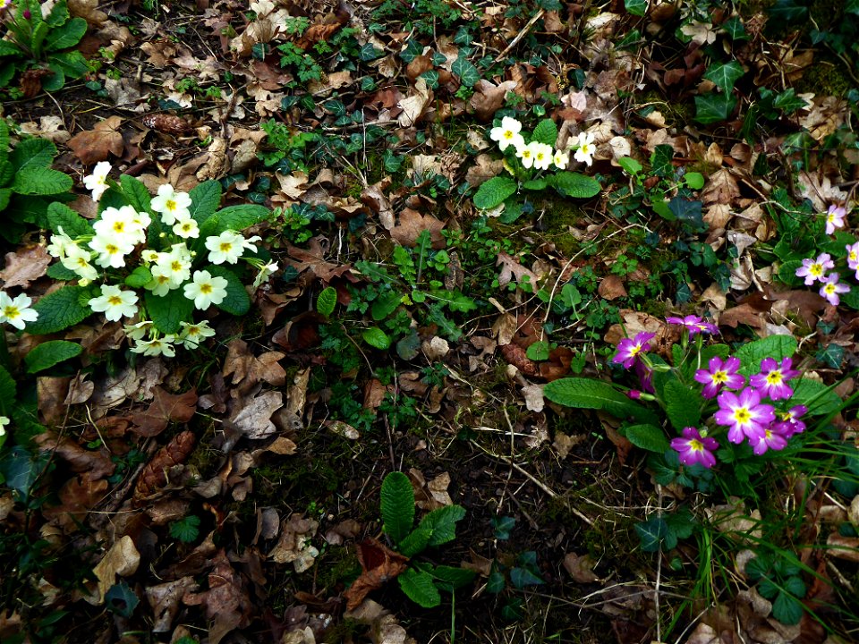 Primula vulgaris Huds., 1762