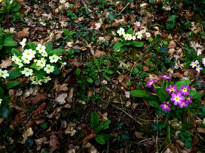 Primula vulgaris Huds., 1762
