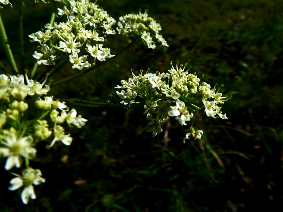 Heracleum sphondylium L., 1753