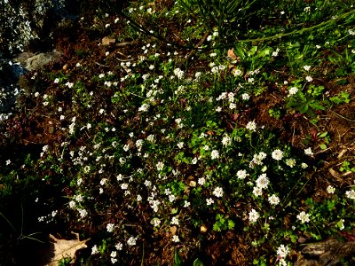 Teesdalia nudicaulis (L.) W.T.Aiton, 1812