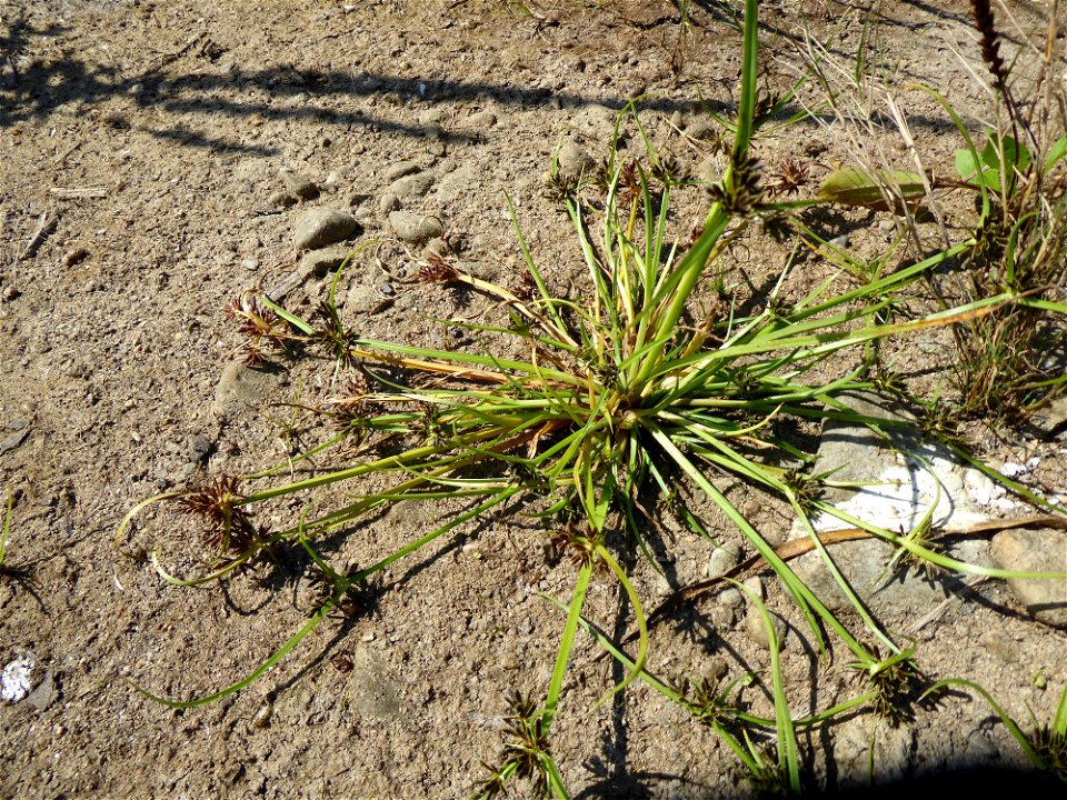 Cyperus fuscus L., 1753