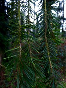 Pseudotsuga menziesii (Mirb.) Franco, 1950
