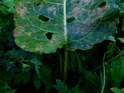 Rumex obtusifolius L., 1753