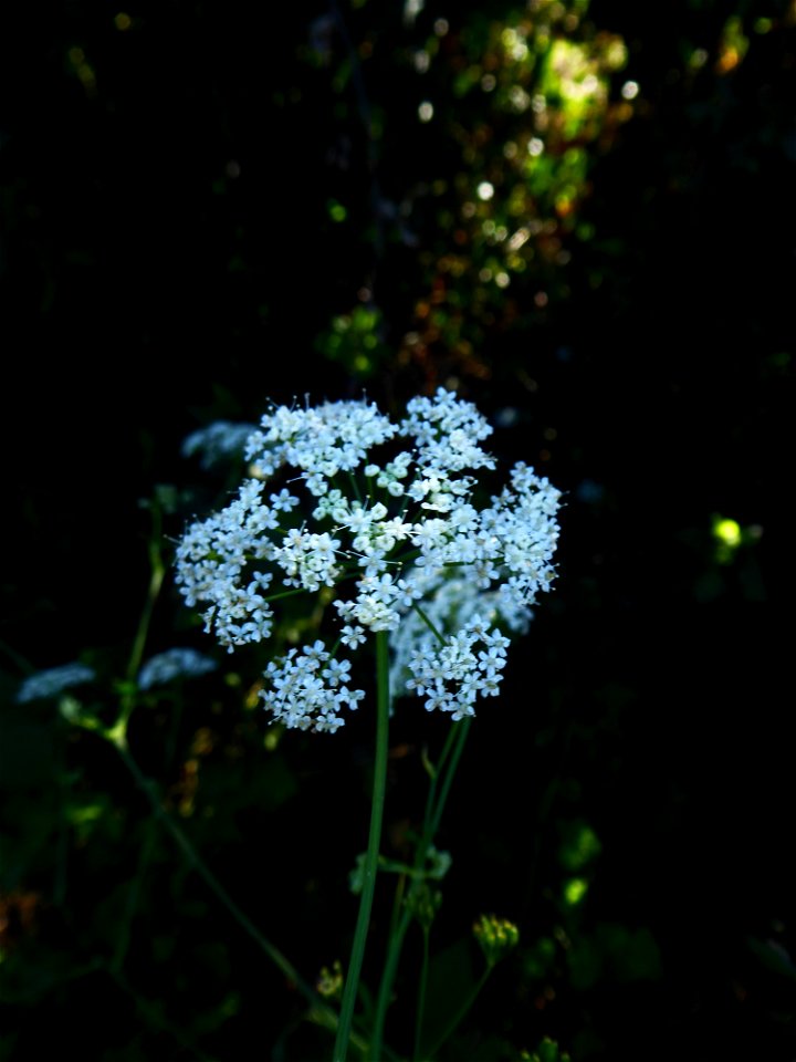 Pimpinella major (L.) Huds., 1762