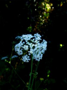 Pimpinella major (L.) Huds., 1762