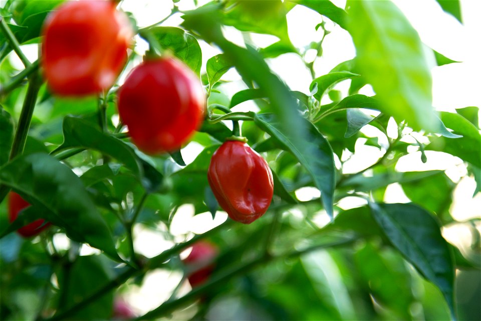 Hot Peppers
