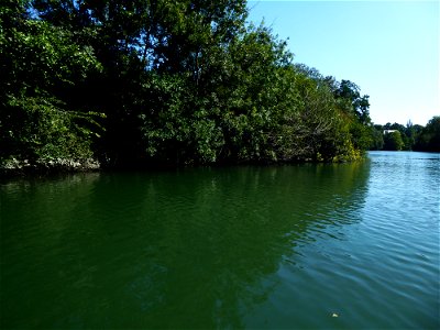 Ripisylves de la Charente