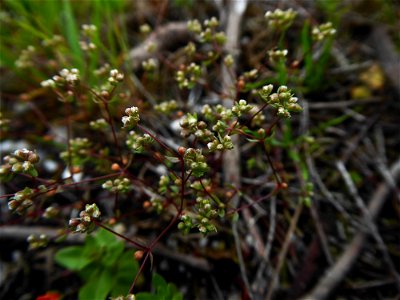 Radiola linoides Roth, 1788
