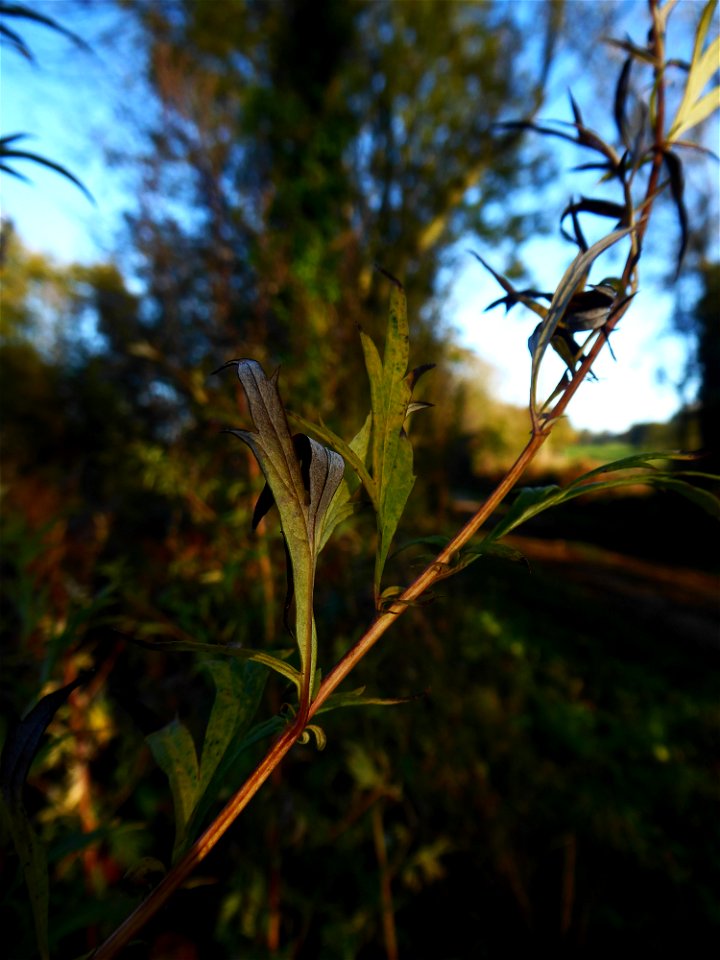 Artemisia vulgaris L., 1753