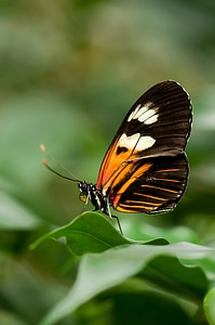 Exotic philaethria dido insect photo