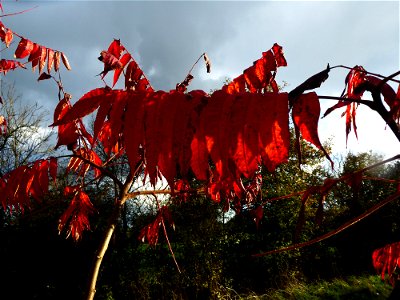 Rhus typhina L., 1756