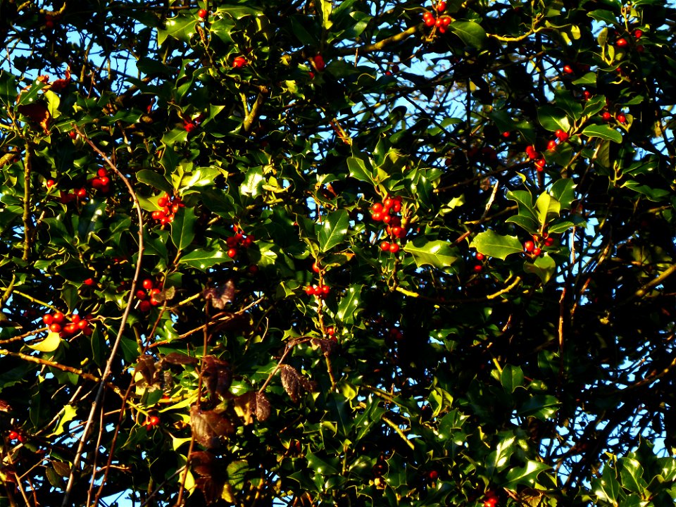 Ilex aquifolium L., 1753