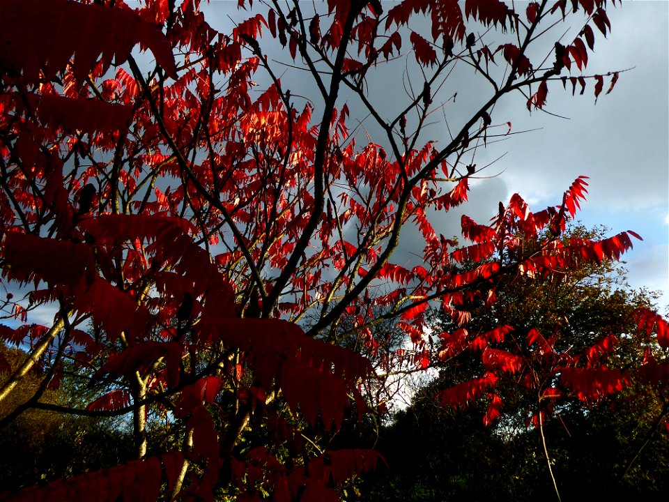 Rhus typhina L., 1756