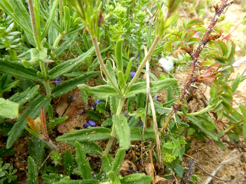 Veronica teucrium L., 1762