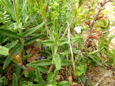 Veronica teucrium L., 1762