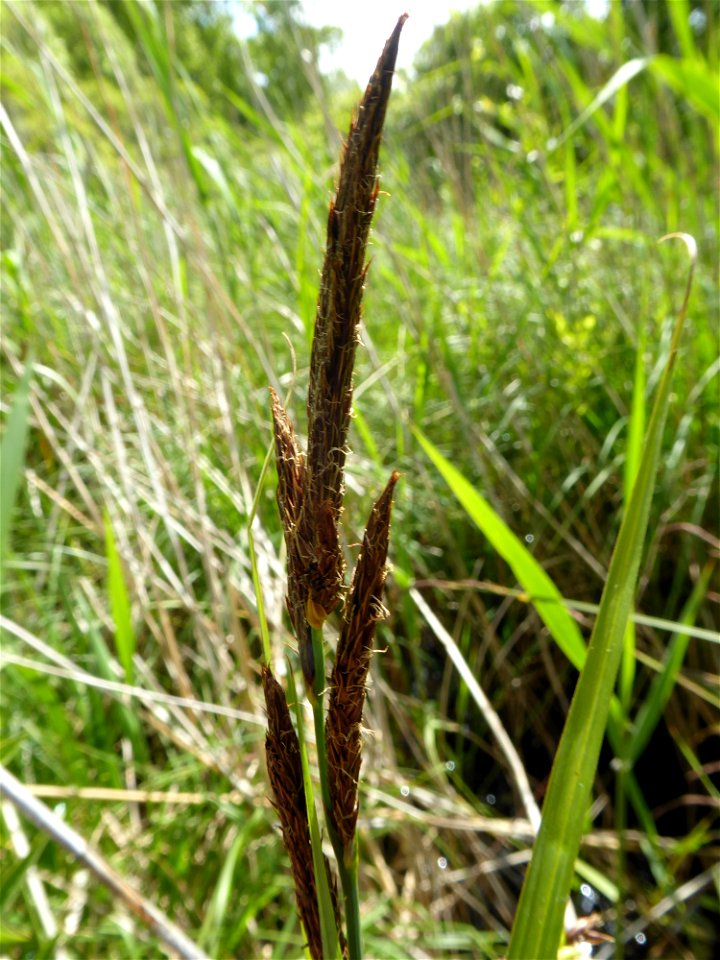 Carex riparia Curtis, 1783