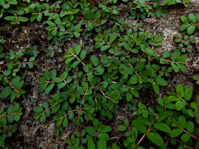 Euphorbia maculata L., 1753