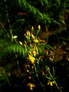 Hypericum perforatum L., 1753