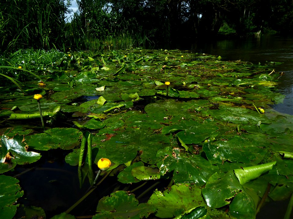 Nuphar lutea (L.) Sm., 1809