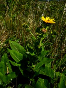 Inula helenium L., 1753