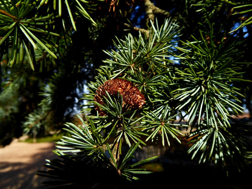 Cedrus cf.atlantica (Manetti ex Endl.) Carrière, 1855