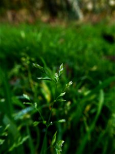 Poa annua L., 1753