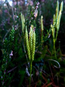 Lycopodium clavatum L., 1753