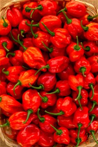 Hot Peppers photo