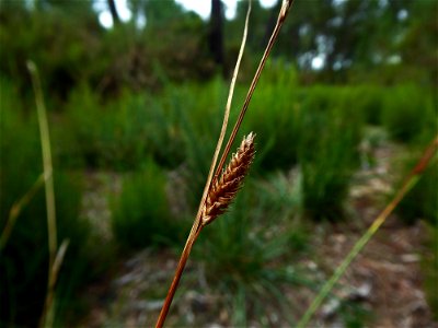 Carex binervis Sm., 1800