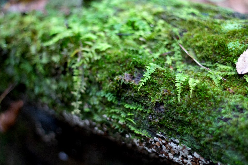 Forest