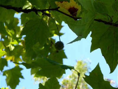 Platanus x hispanica Mill. ex Münchh., 1770