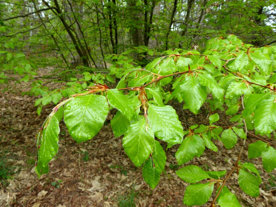 Fagus sylvatica L., 1753