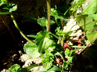 Veronica arvensis L., 1753