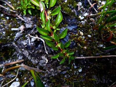 Ludwigia palustris (L.) Elliott, 1817