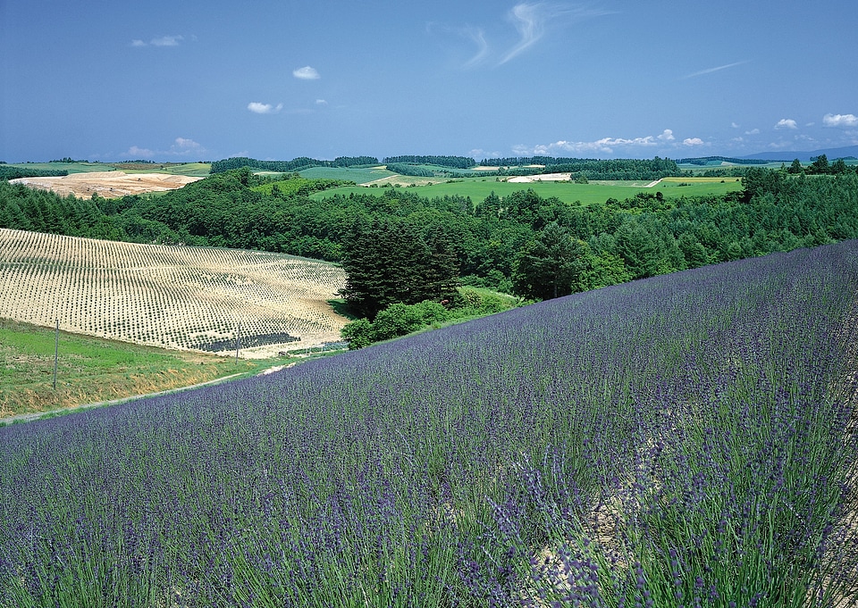 Green meadow under blue sky with clouds