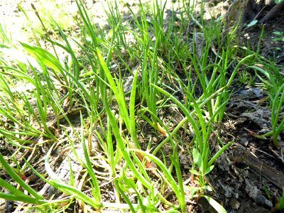 Juncus heterophyllus Dufour, 1825