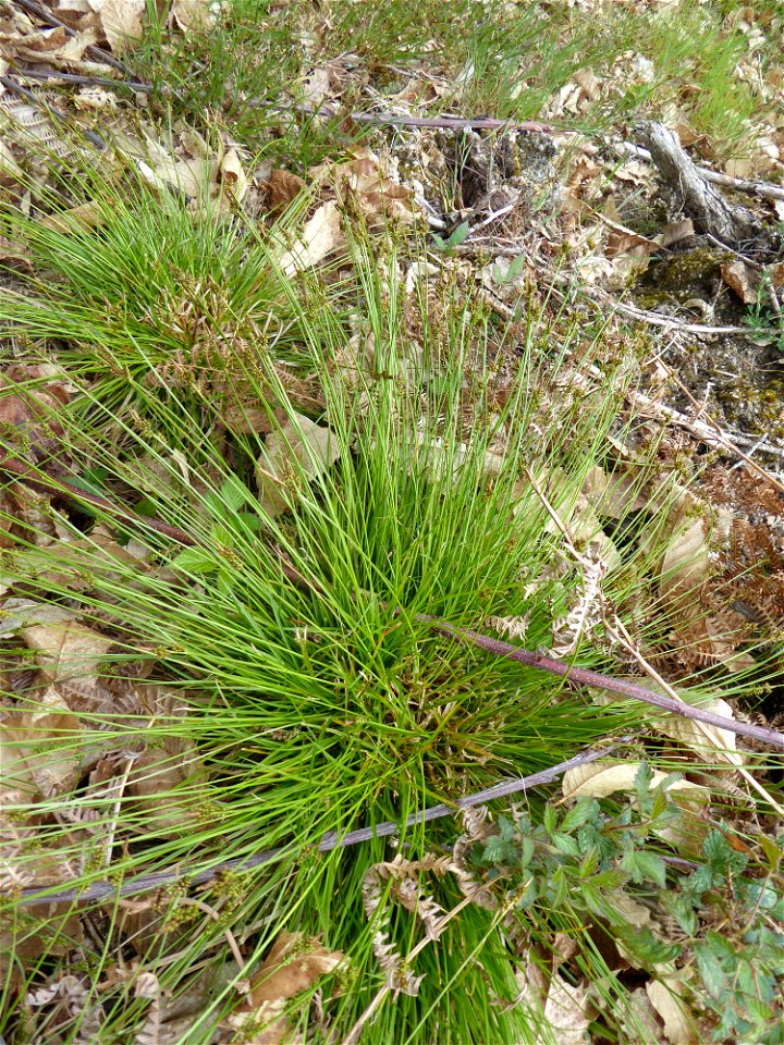 Carex pilulifera L., 1753