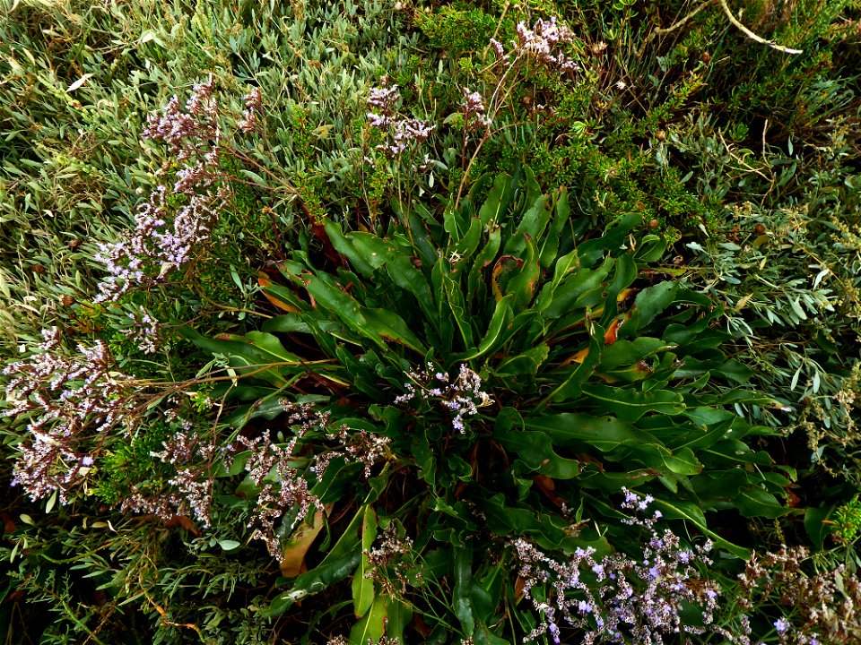 Limonium vulgare Mill., 1768