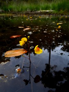 Utricularia australis R.Br., 1810