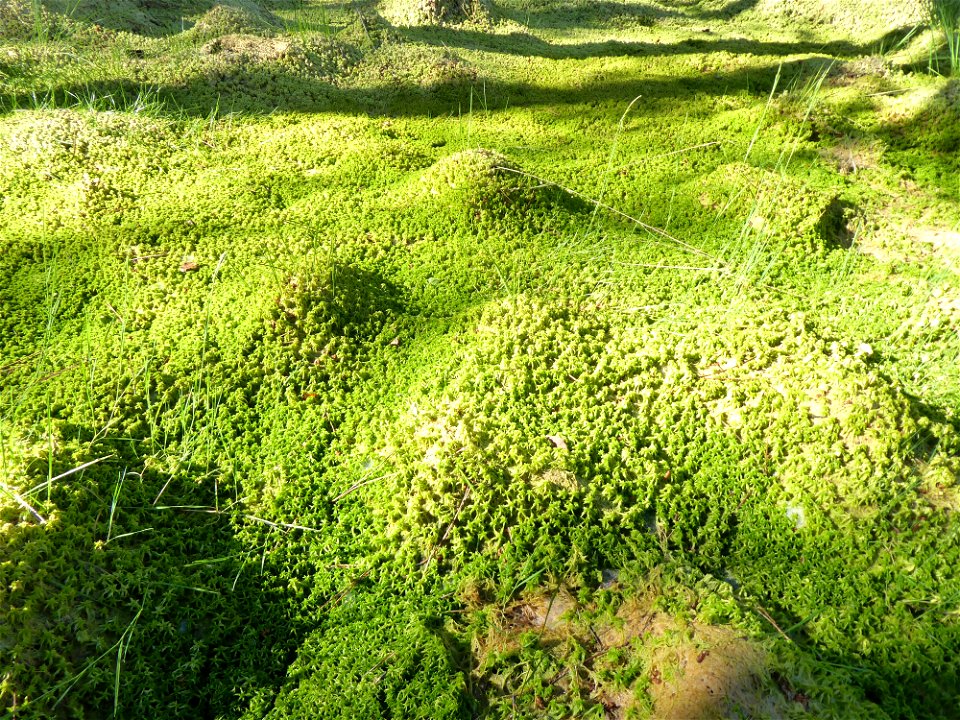 Sphagnum cuspidatum Ehrh. ex Hoffm., 1796