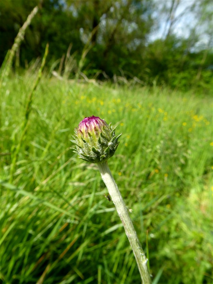 Cirsium dissectum (L.) Hill, 1768