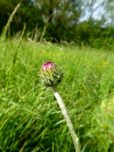Cirsium dissectum (L.) Hill, 1768