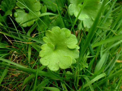 Saxifraga granulata L., 1753