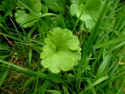 Saxifraga granulata L., 1753 photo