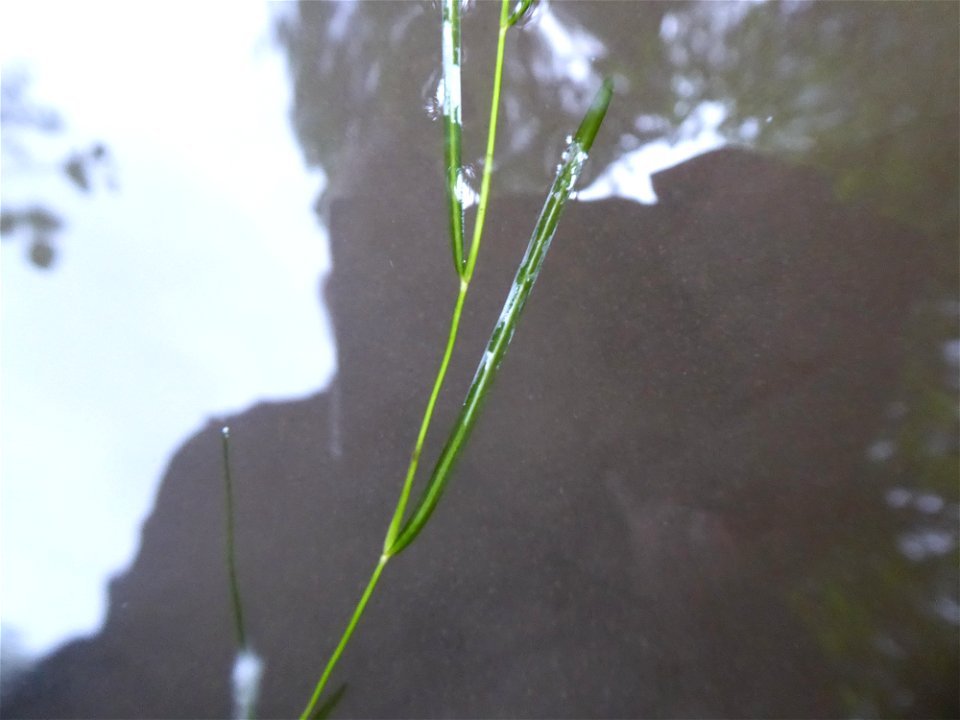Potamogeton berchtoldii Fieber, 1838